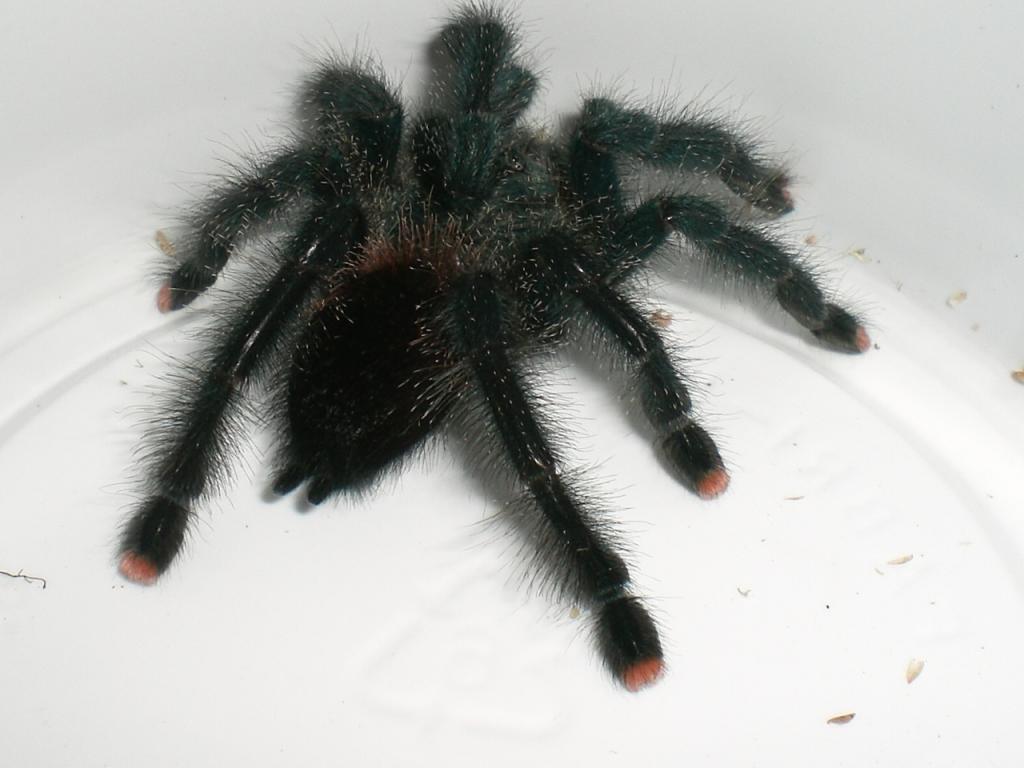 Avicularia sp. (braunshauseni?) need ID.