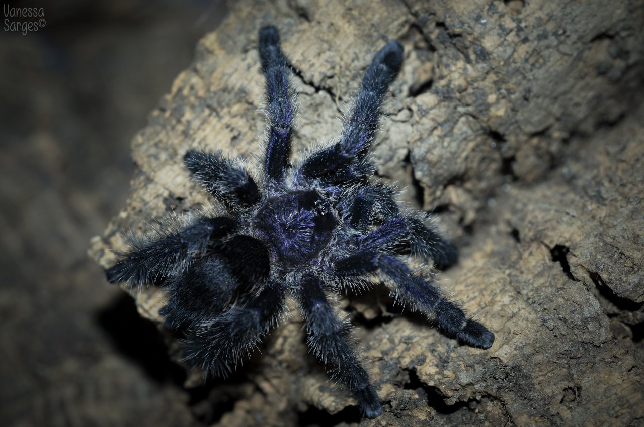 Avicularia sp. Colombia Juvenile Male