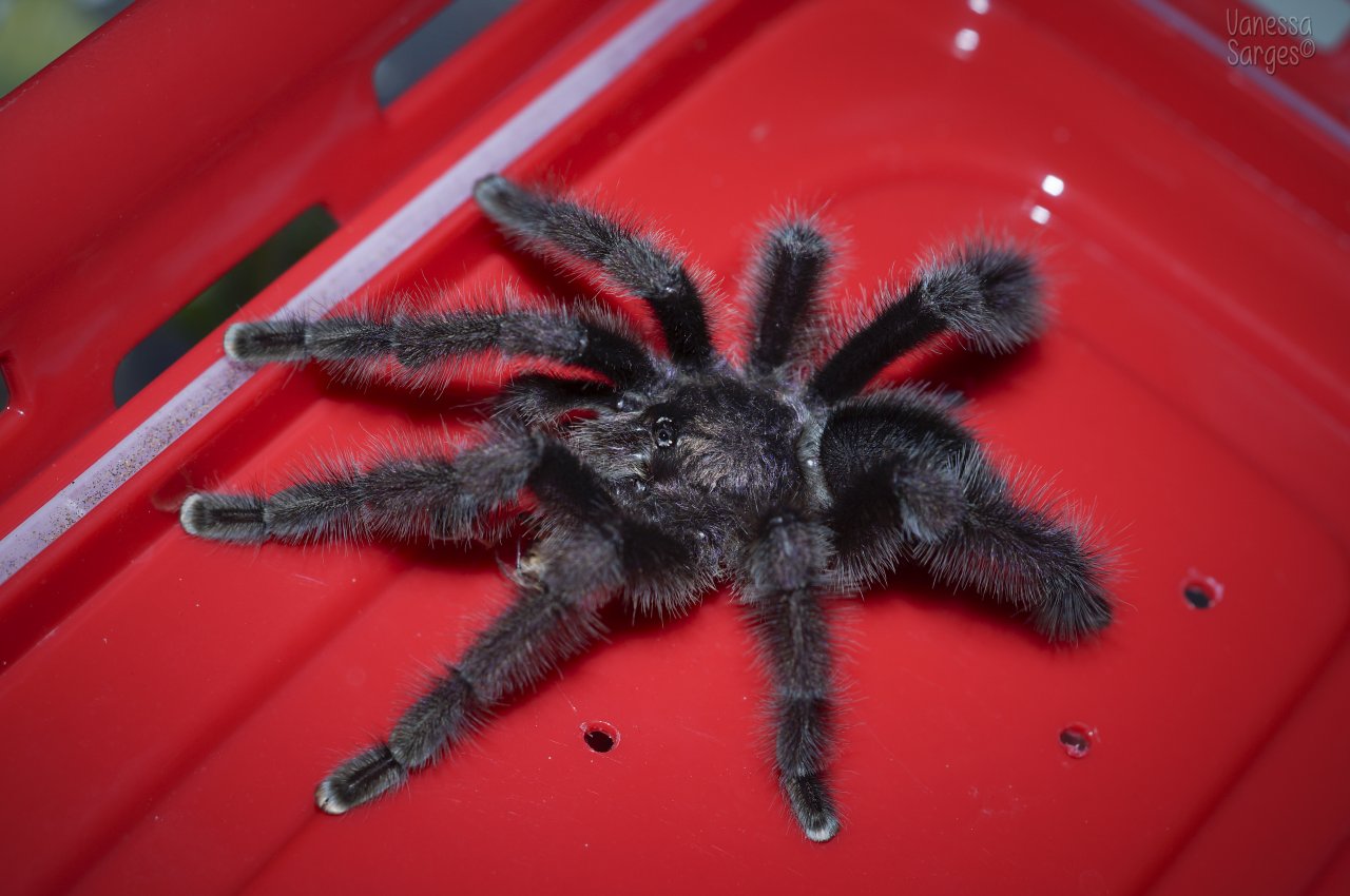 Avicularia sp. Colombia Mature Male