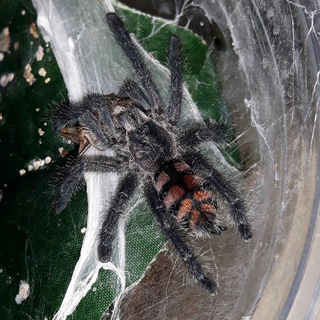 Avicularia sp Colombia sling