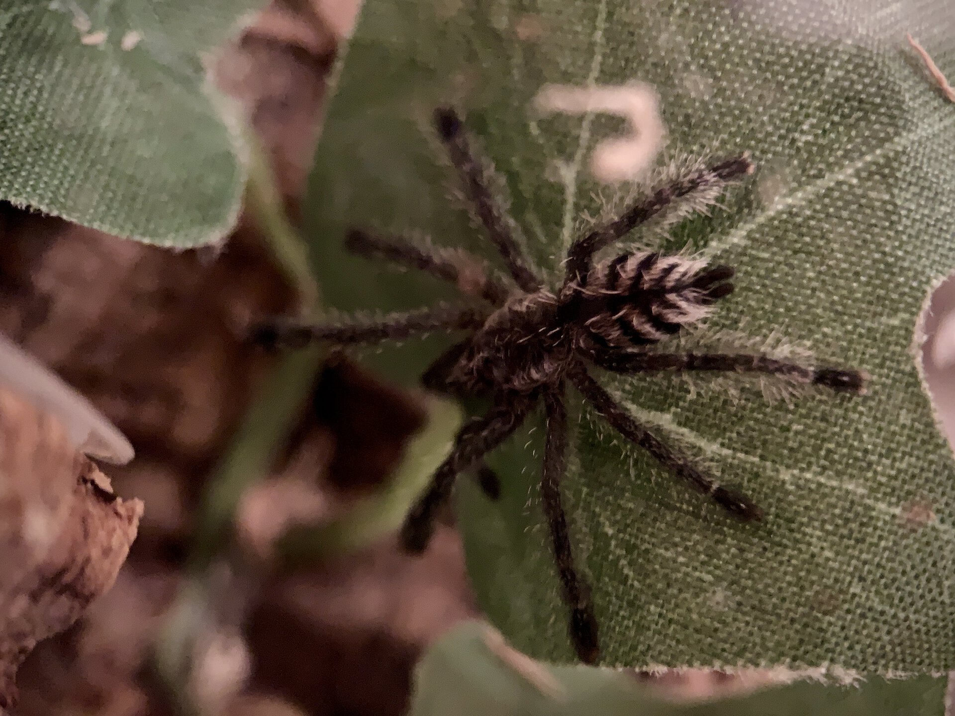 Avicularia sp Colombia