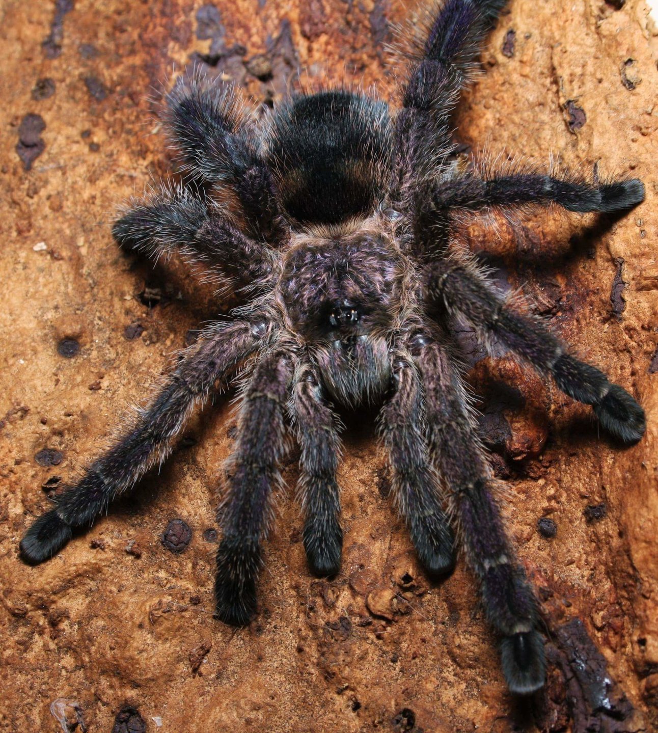 Avicularia sp. "Ecuador"