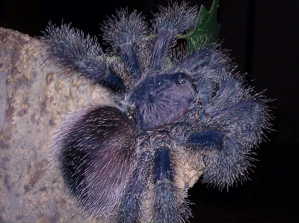 Avicularia sp. ecuadorian purple