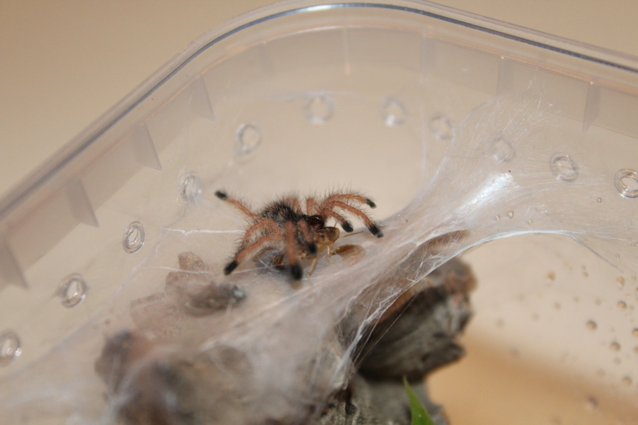 Avicularia sp gyuana