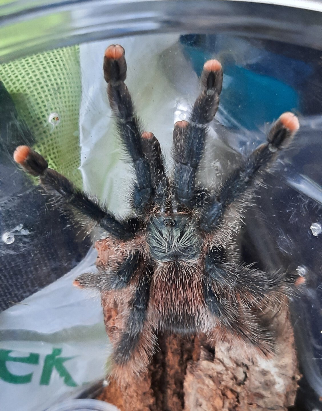 Avicularia sp. ID 4"