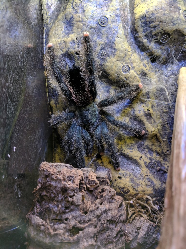 Avicularia sp. Identification