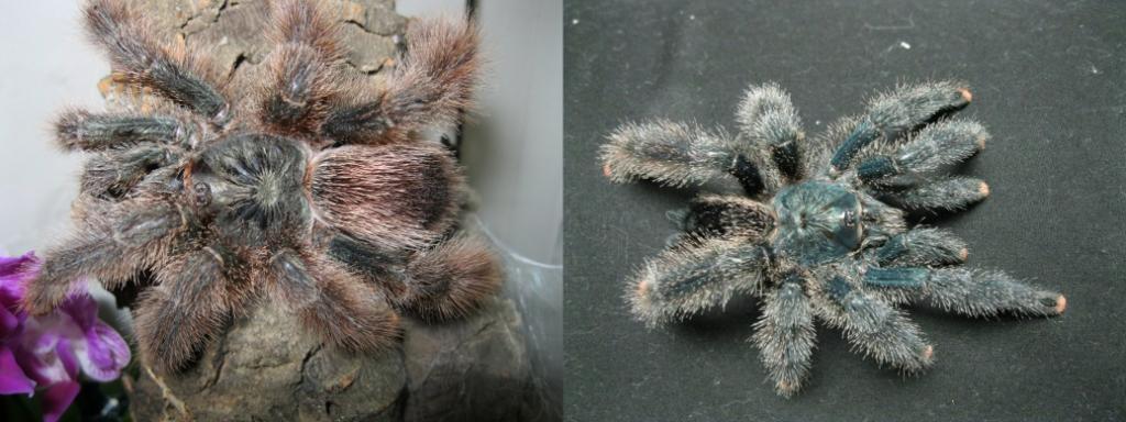 Avicularia sp., metallica?