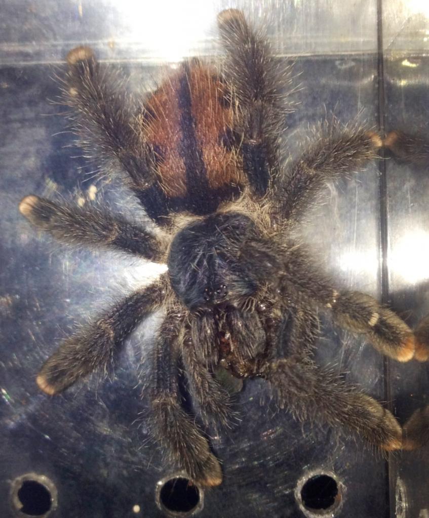 Avicularia sp... Minatrix? Other?