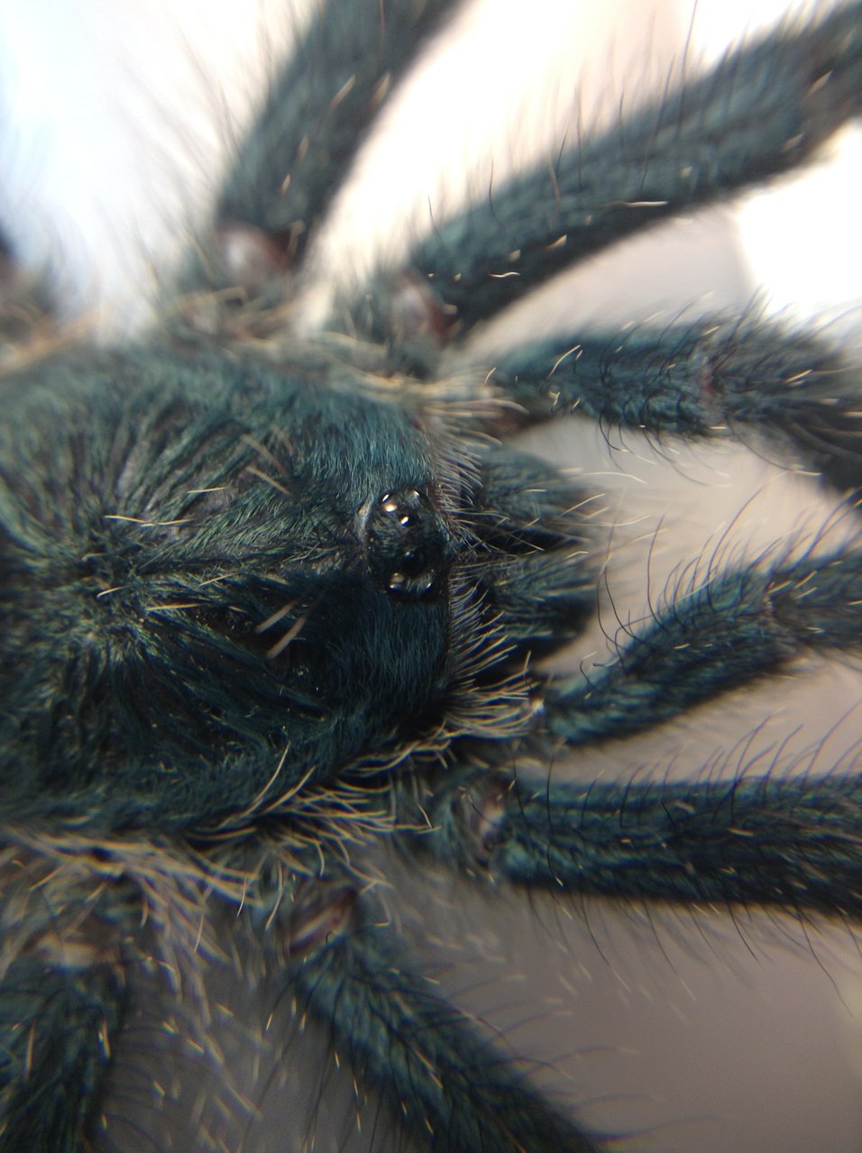 Avicularia sp. Most Likely metallica