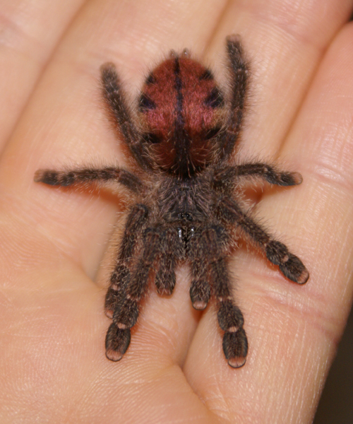 Avicularia Sp. 'peru Purple' Juvenile