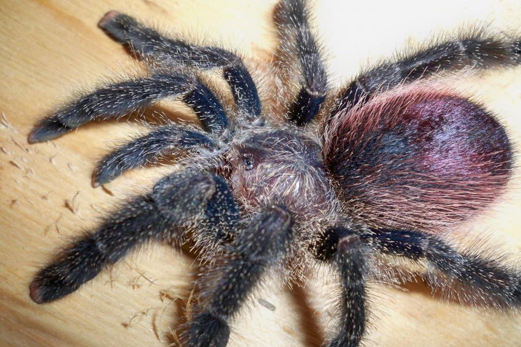 Avicularia sp. peru purple