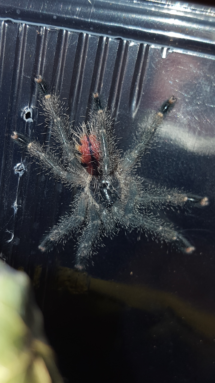 Avicularia sp. Peru purple