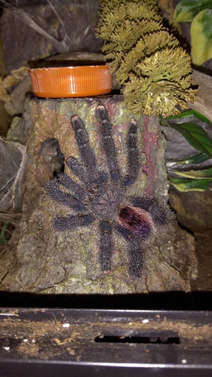 Avicularia sp Peru purple