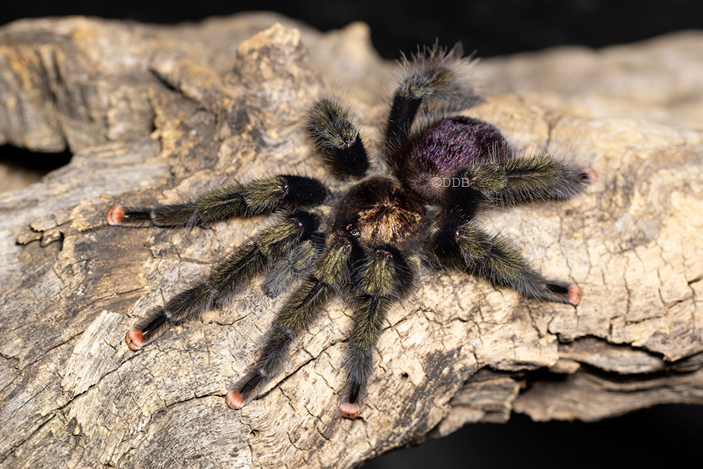 Avicularia sp. pucallpa Mature Male