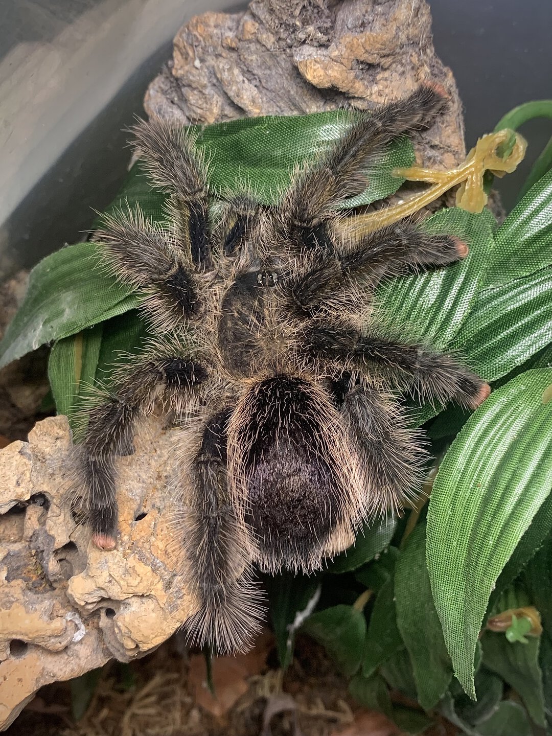 Avicularia sp. "Pucallpa"
