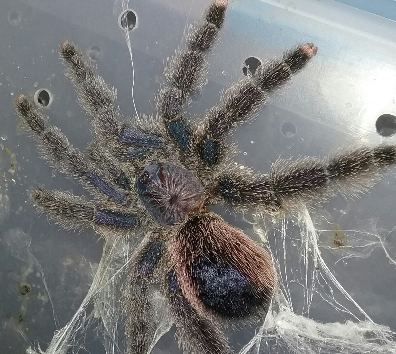 Avicularia sp. purple