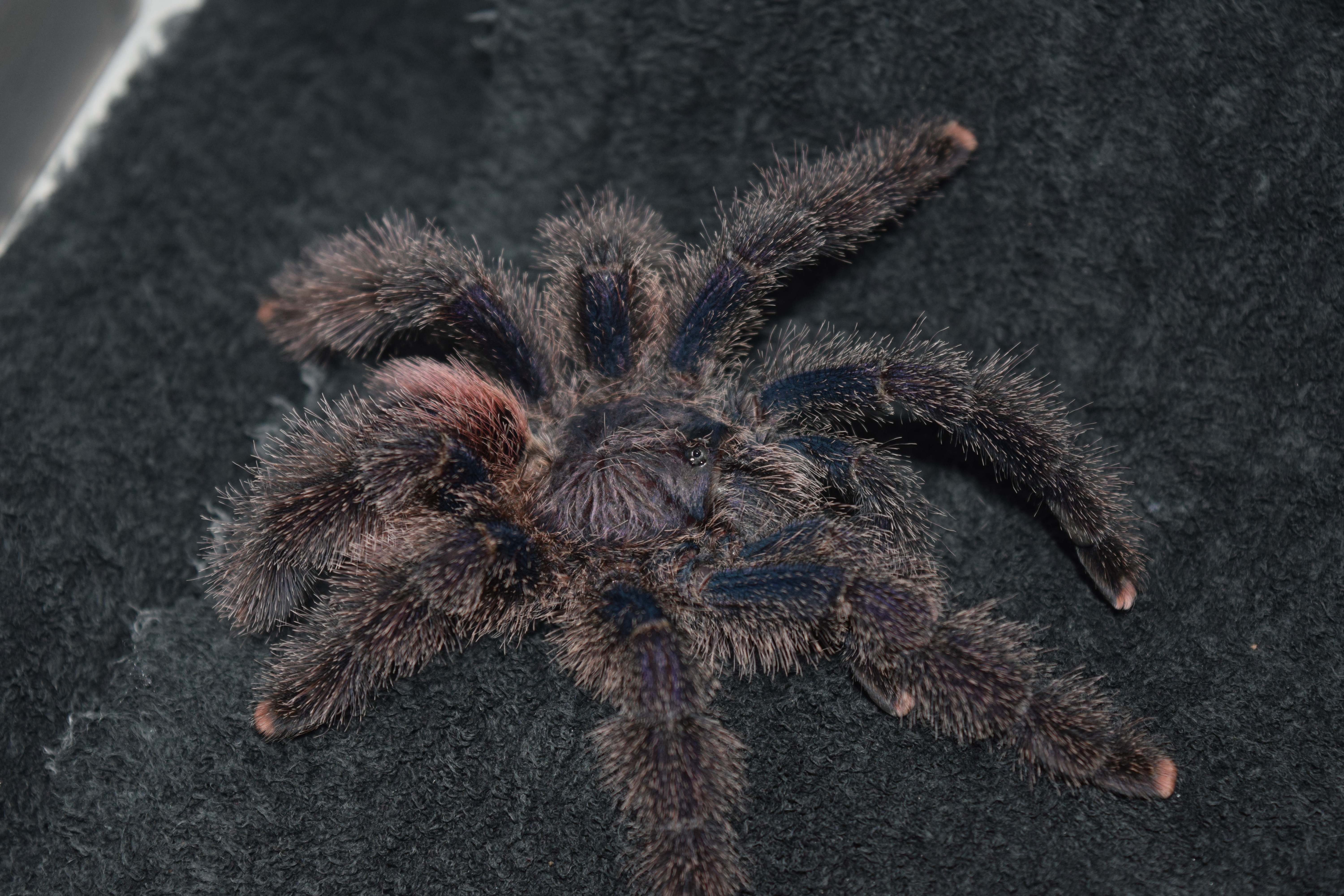 Avicularia sp. purple