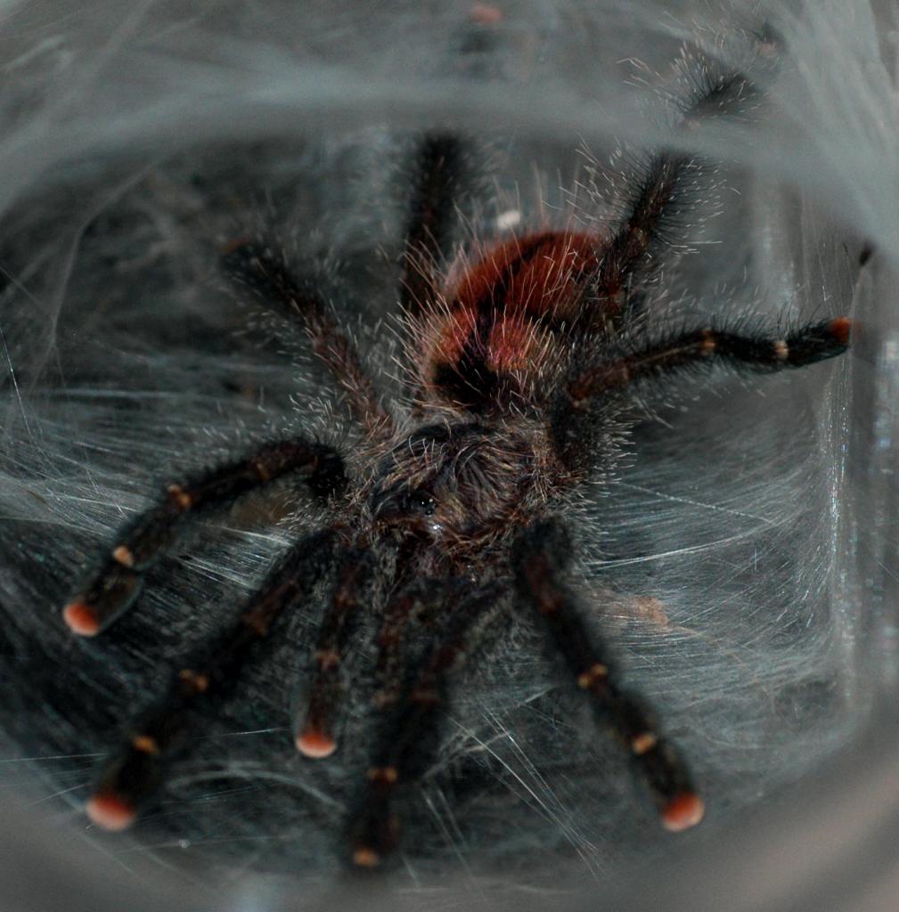 Avicularia sp. &quot;Peru purple&quot;