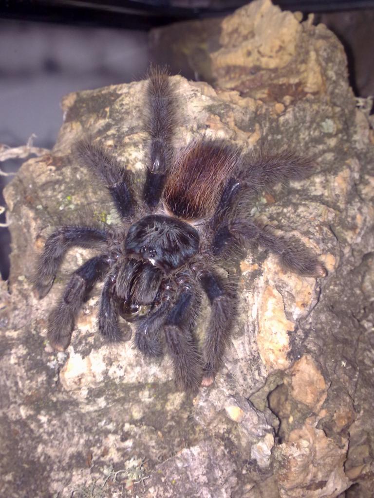 Avicularia Sp. "suriname" ?