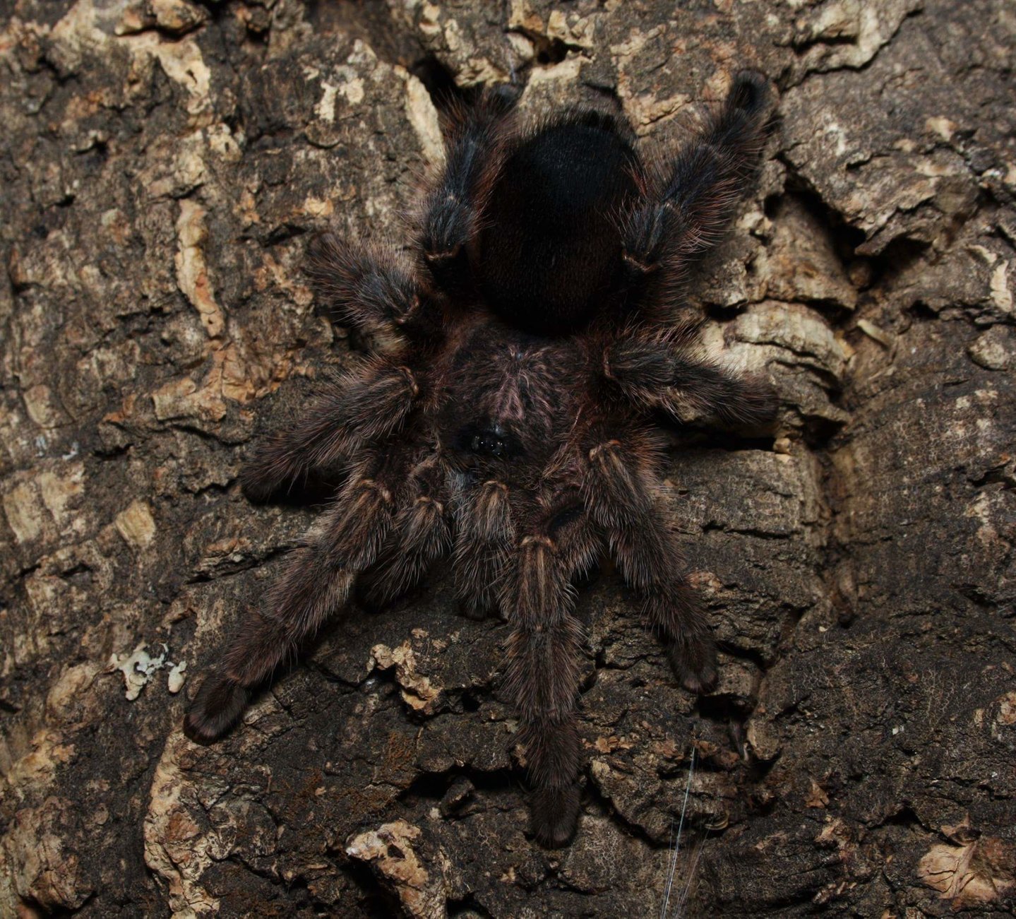 Avicularia sp. "Tarapoto"