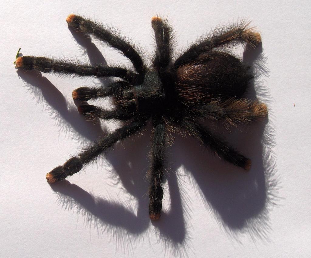 Avicularia sp.