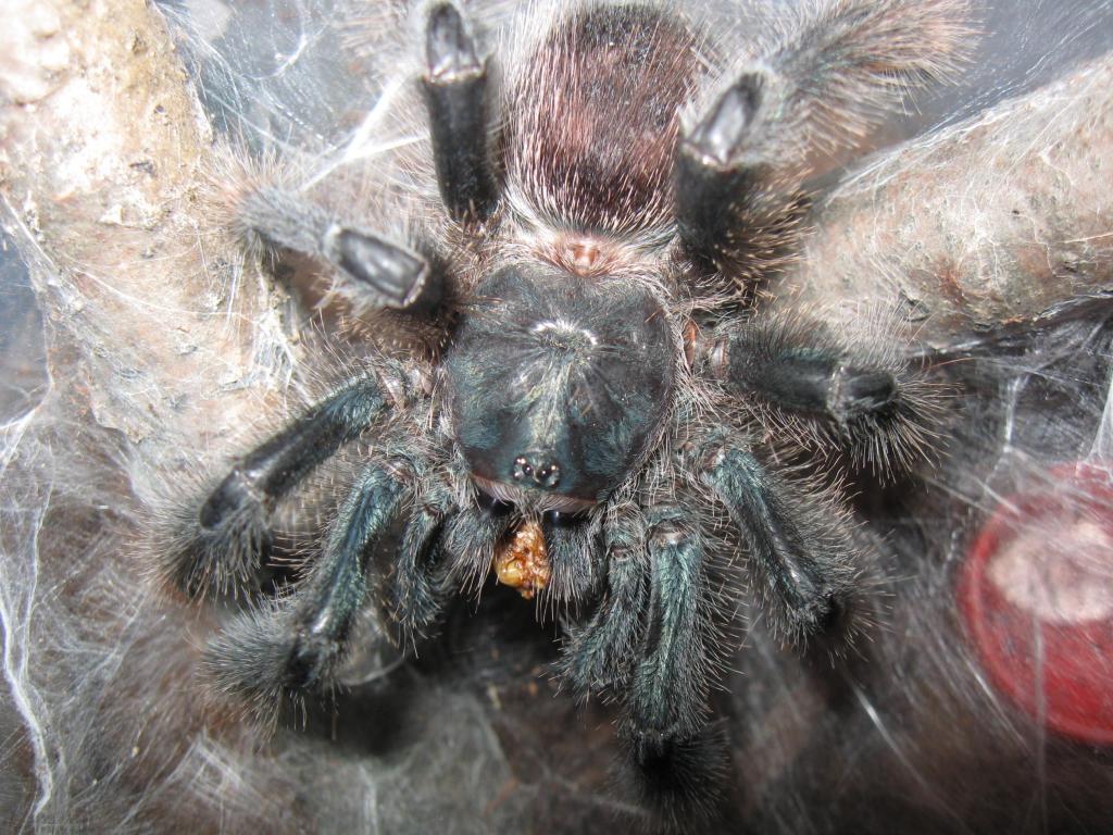 Avicularia sp.