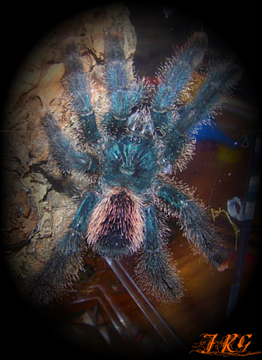 Avicularia Sp.