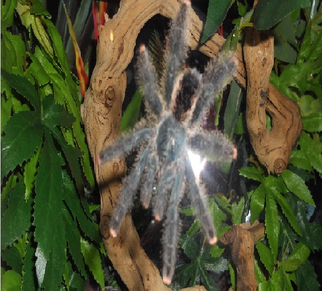 Avicularia sp ?