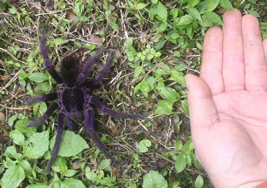 Avicularia sp.?