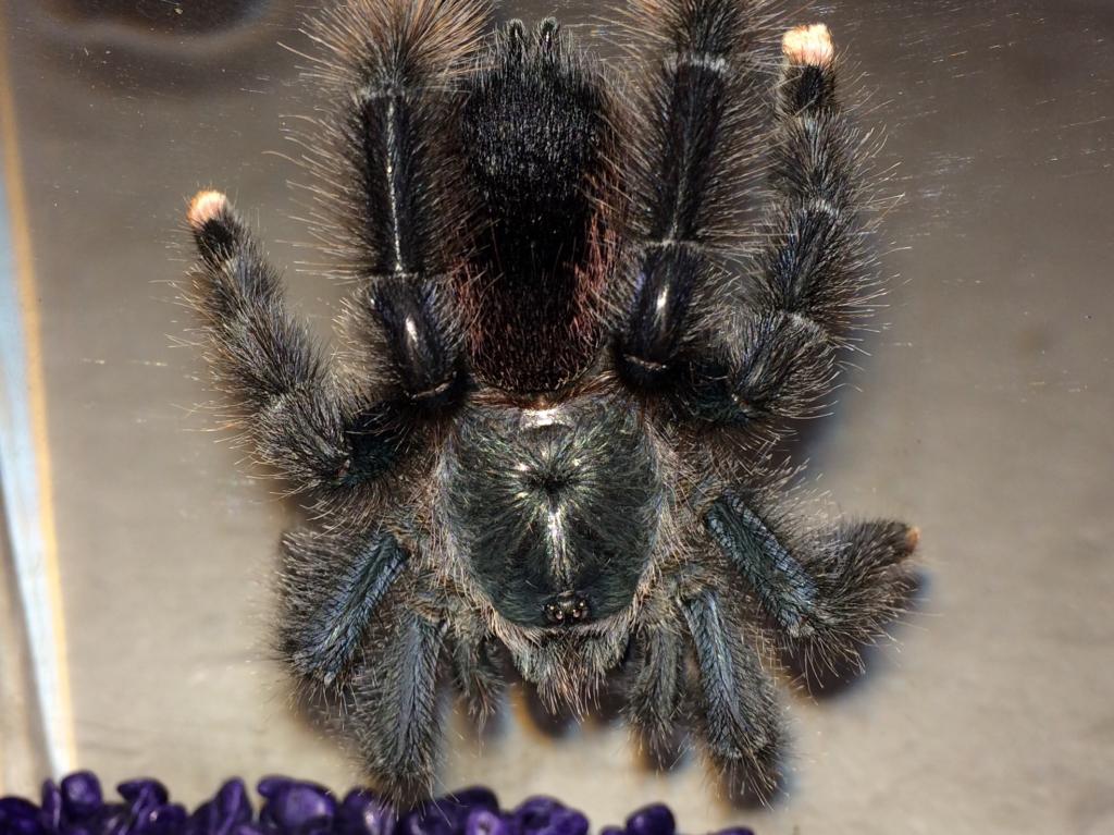 Avicularia sp