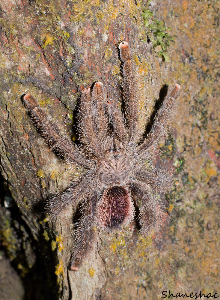 Avicularia sp