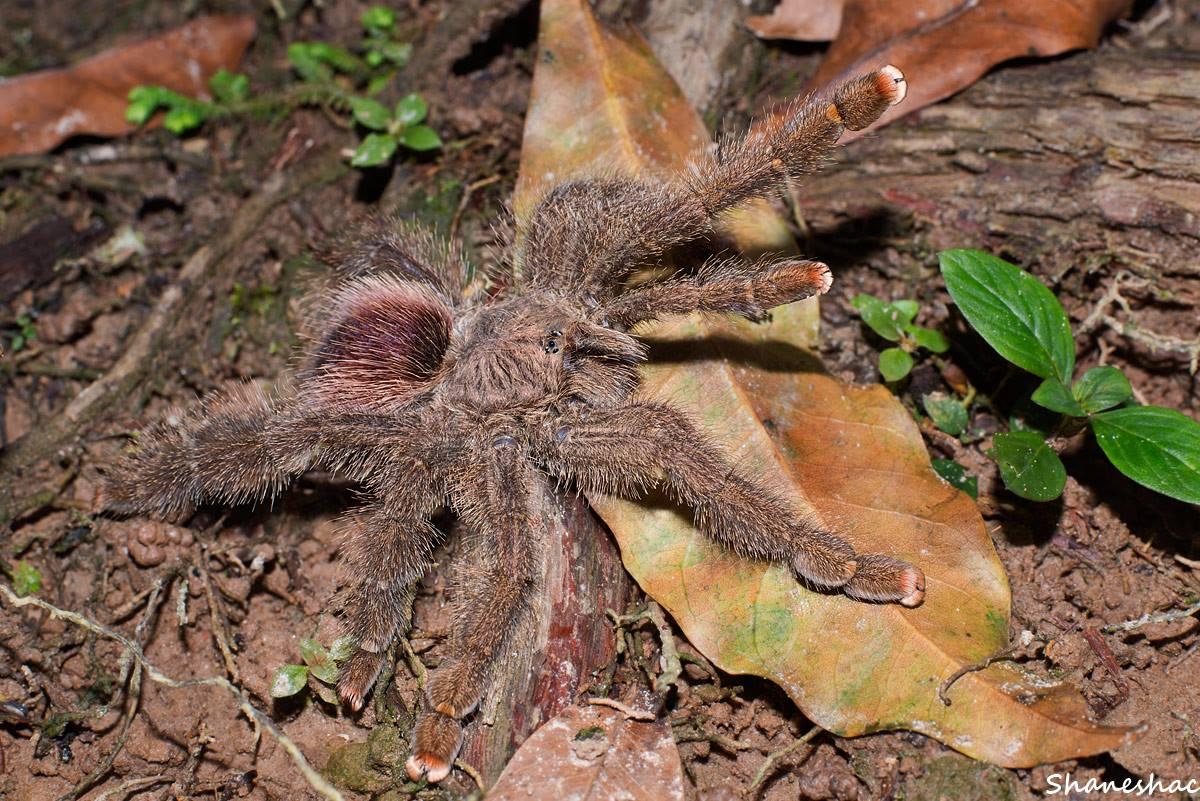 Avicularia sp