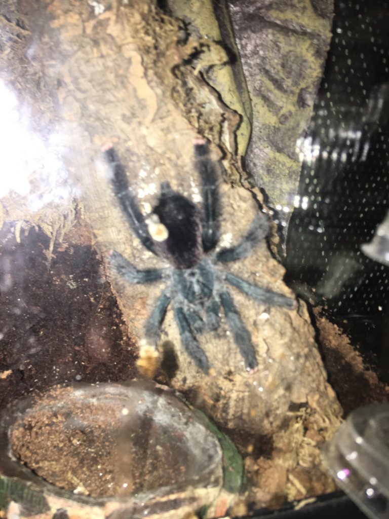 Avicularia sp