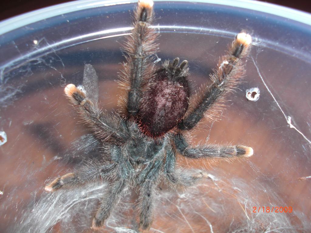 Avicularia sp. ?