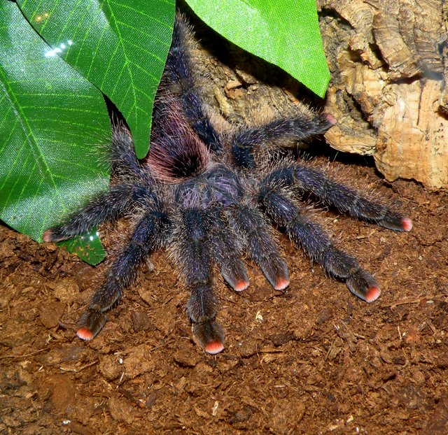 Avicularia spec. Amazon purple