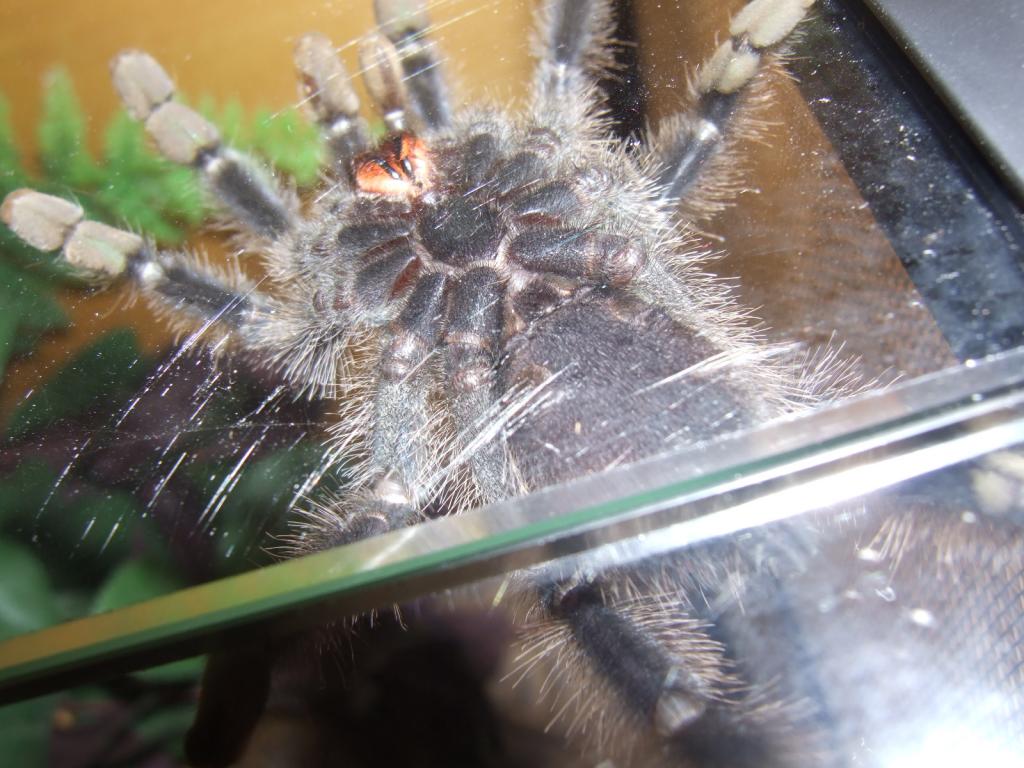 Avicularia Spec. Guyana