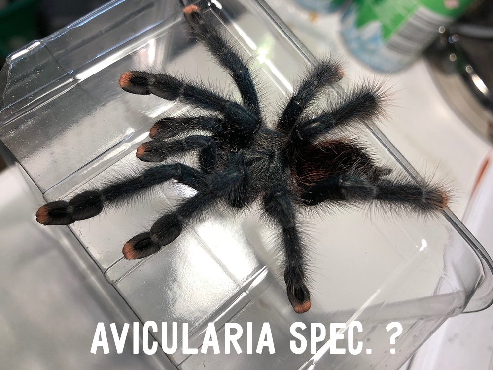 Avicularia spec.