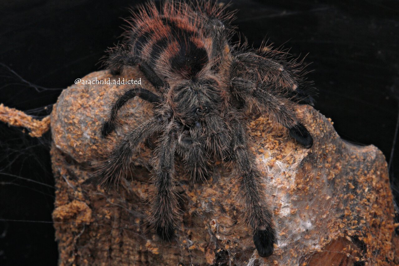 Avicularia taunayi.