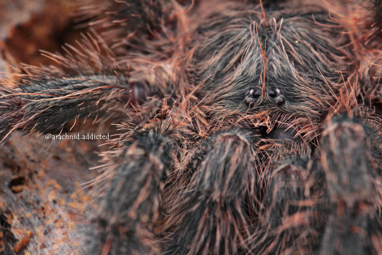 Avicularia taunayi.