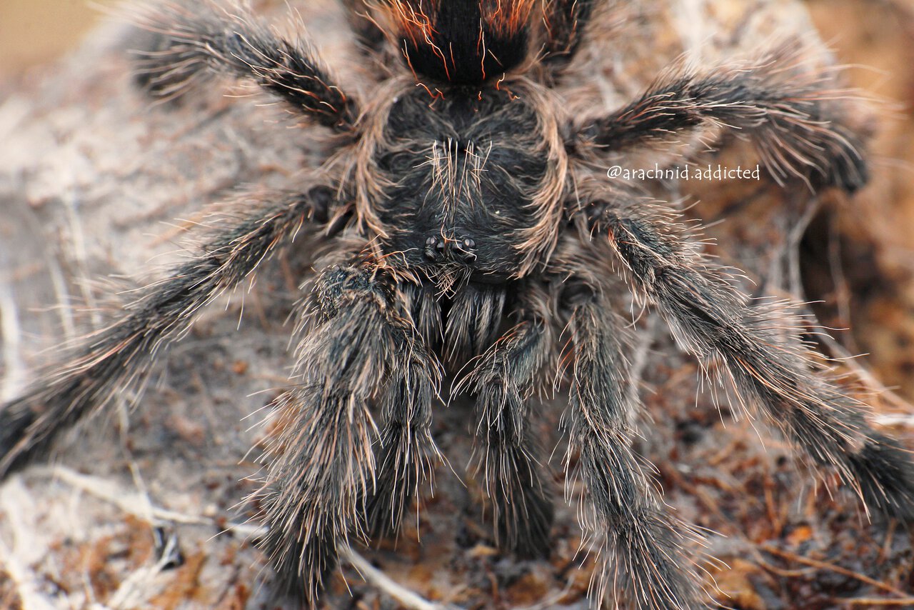 Avicularia taunayi.