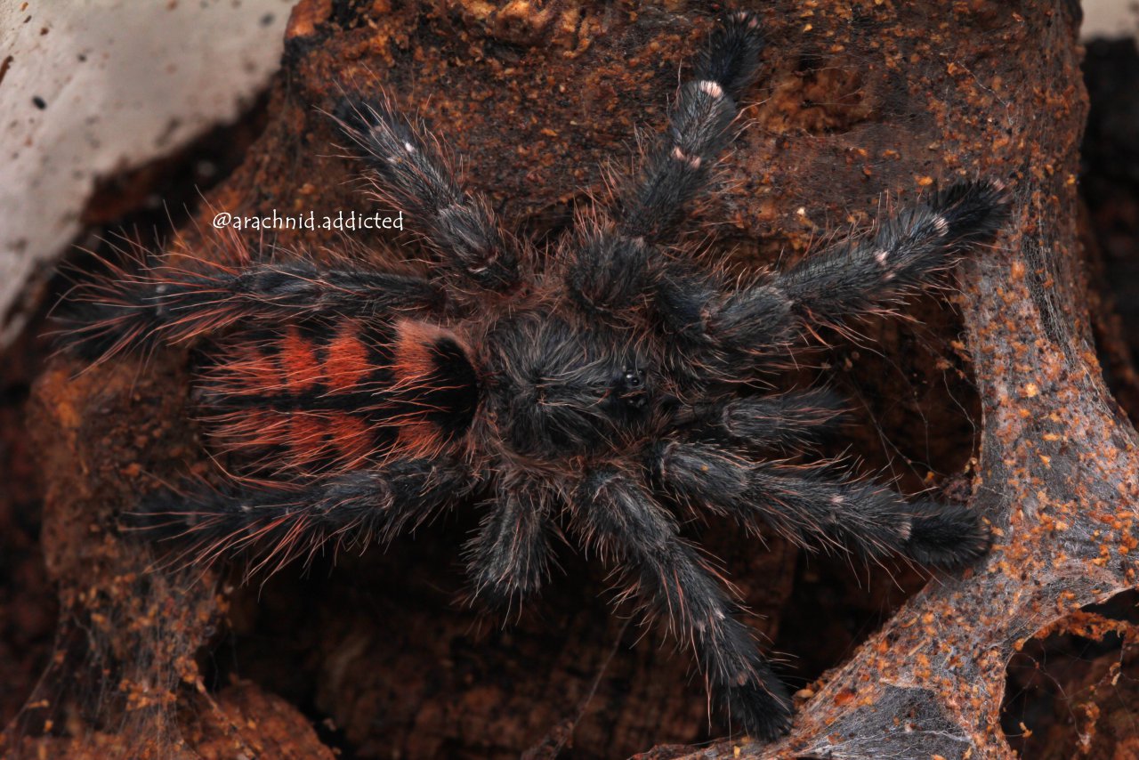 Avicularia taunayi.