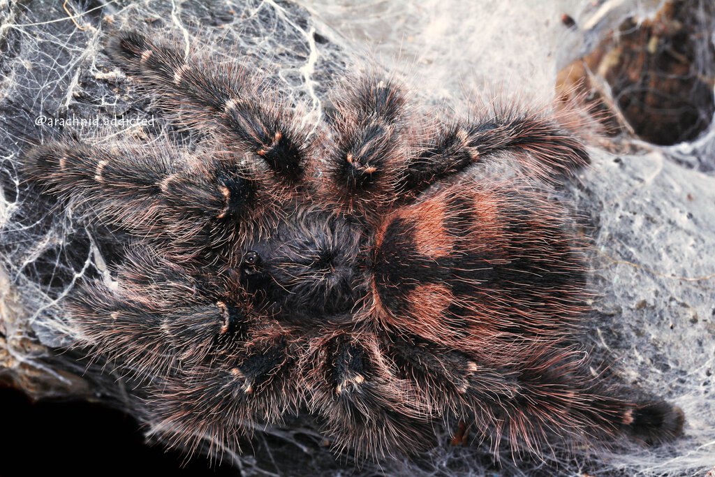 Avicularia taunayi.