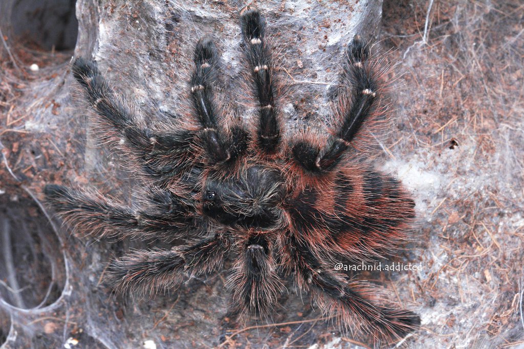 Avicularia taunayi.