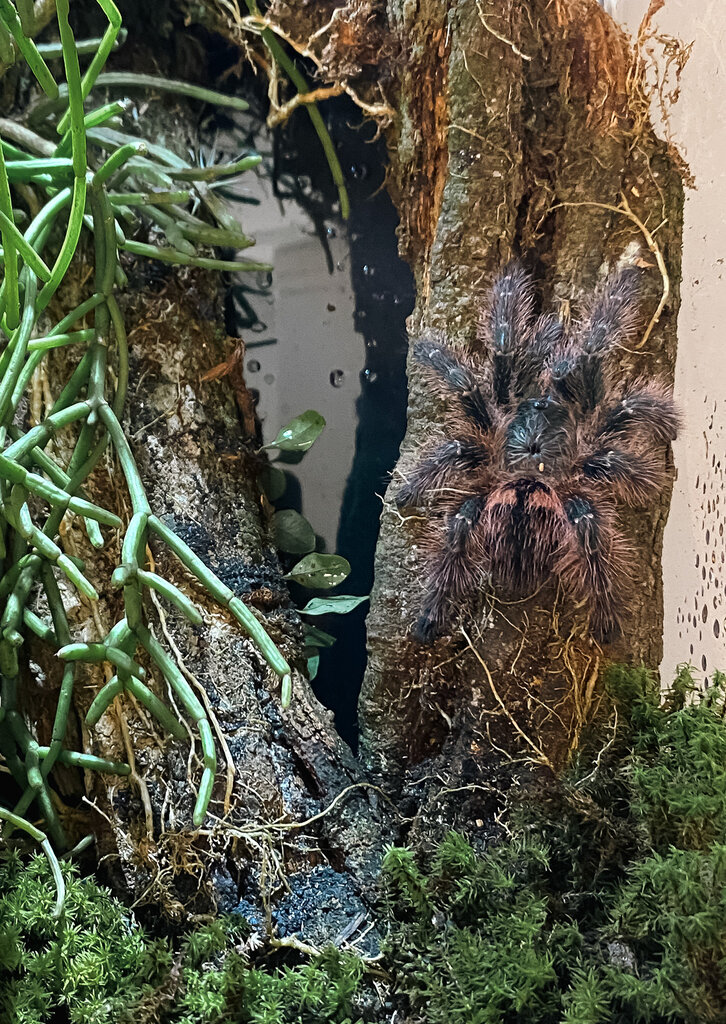 Avicularia taunayi