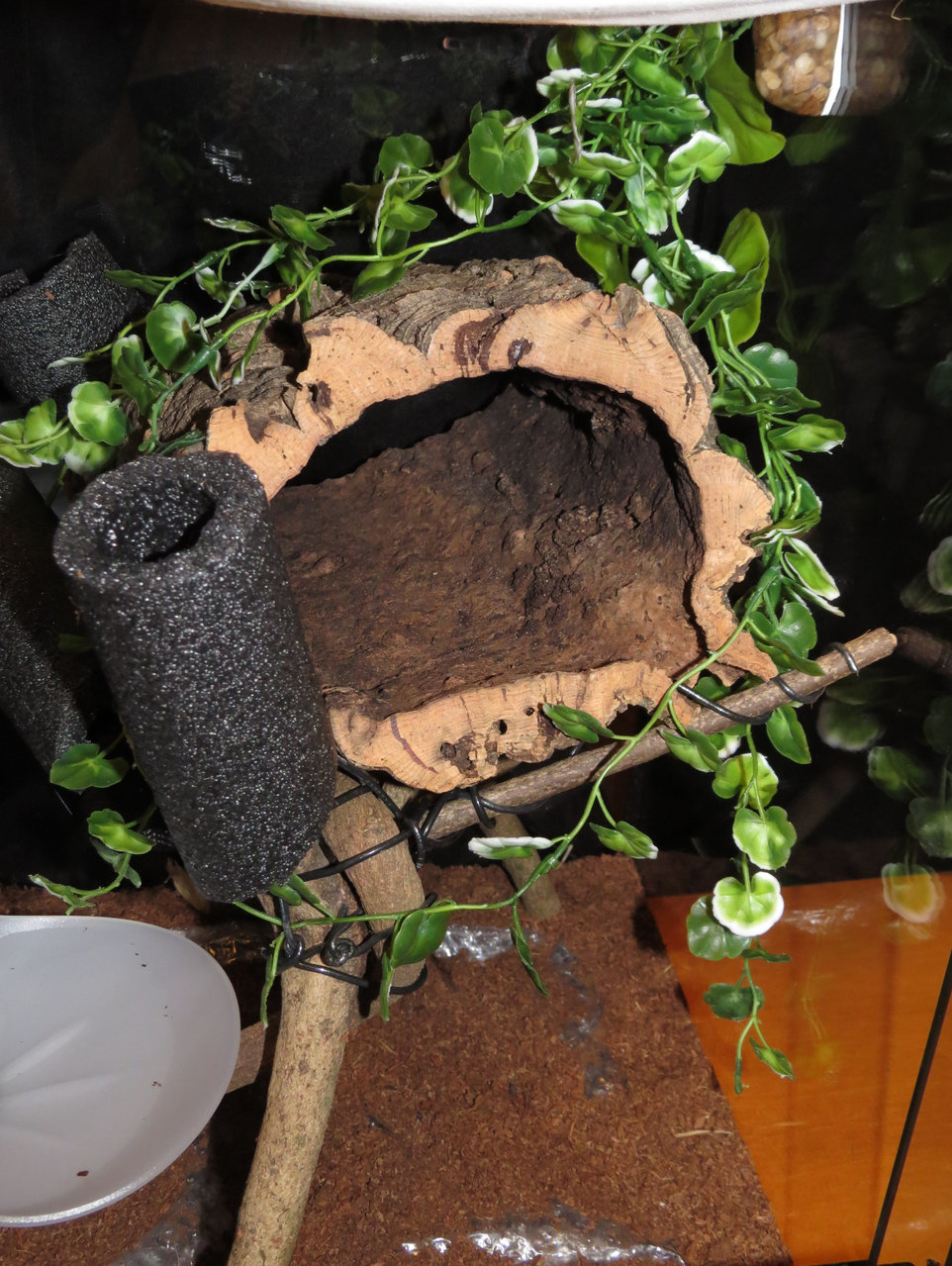 Avicularia Treehouse