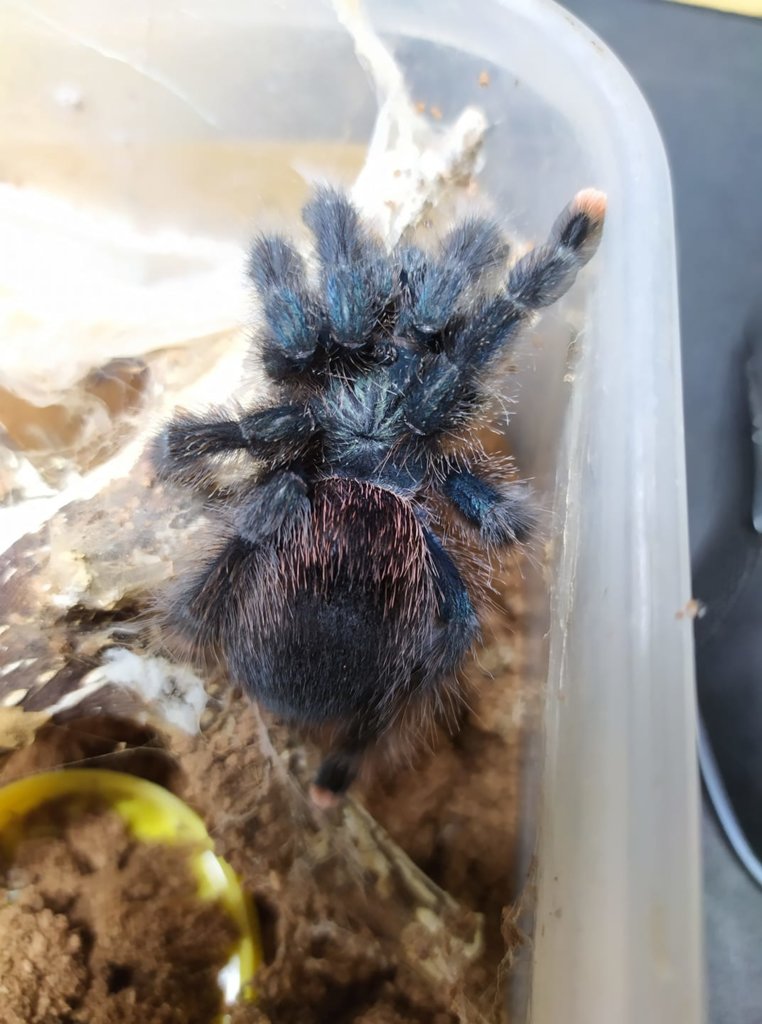 Avicularia urticans  or Avicularia geroldi ??