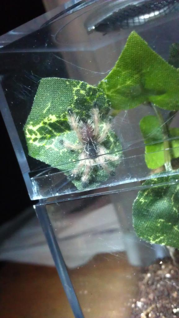 Avicularia Urticans sling