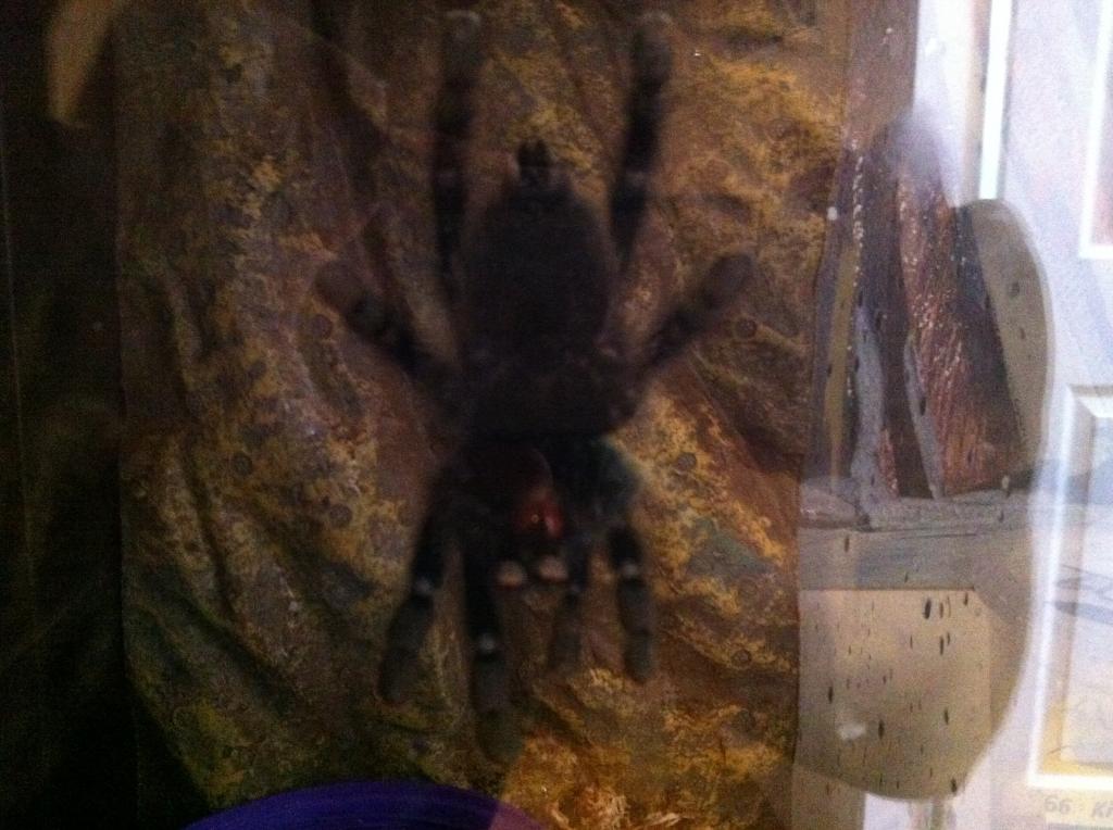 Avicularia urticans subadult