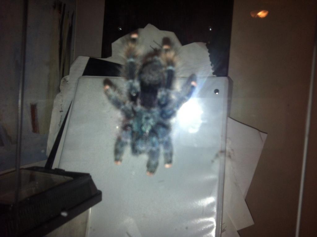 Avicularia urticans subadult