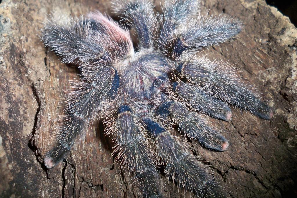 Avicularia urticans